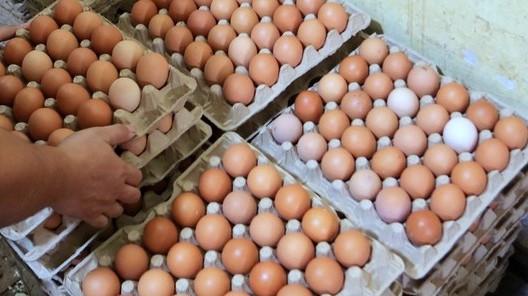 Sempat Langka, Harga Telur Ayam Ras di Lampung Utara Melonjak