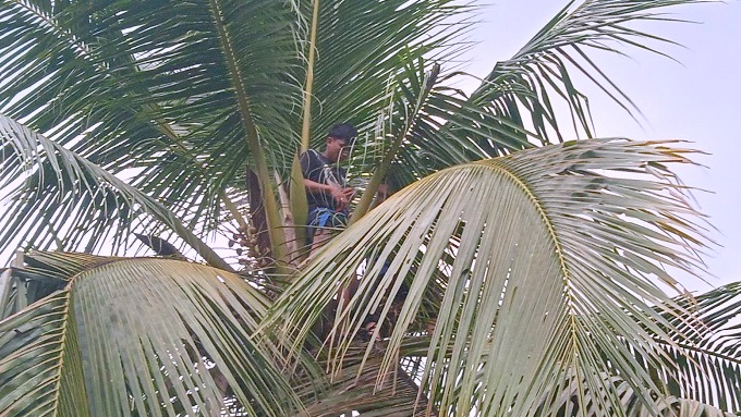 Niat Hati Petik Dogan, Hendra Dievakuasi Tim Damkar