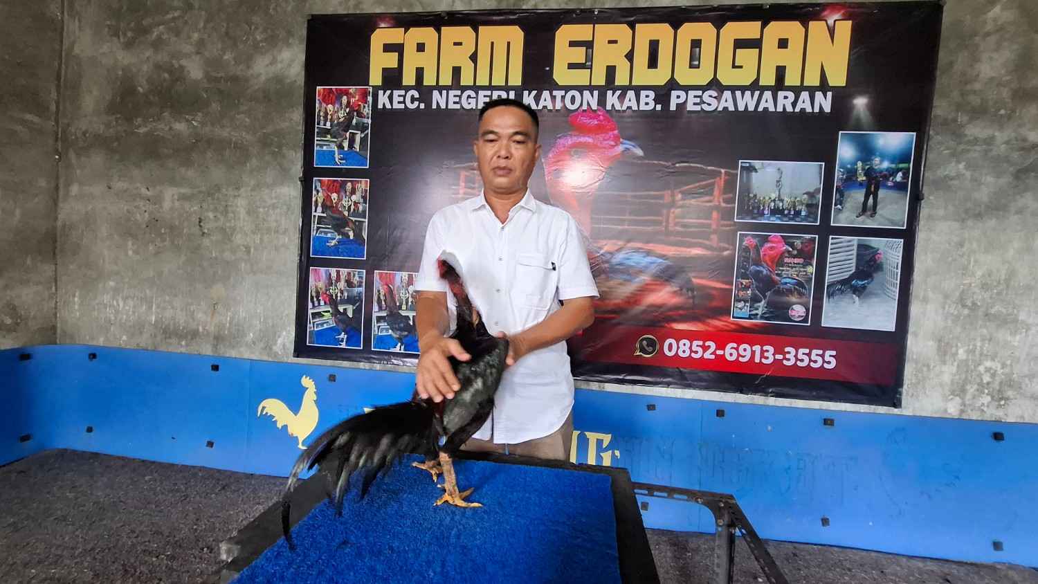 Dari Kandang Desa ke Pasar Nasional, Kisah Kades di Lampung Kembangkan Ayam Pakoy Bernilai Tinggi