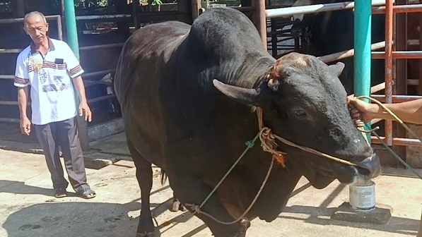 Sapi Berbobot 912 Kg dari Kotabumi Selatan Jadi Hewan Kurban Presiden