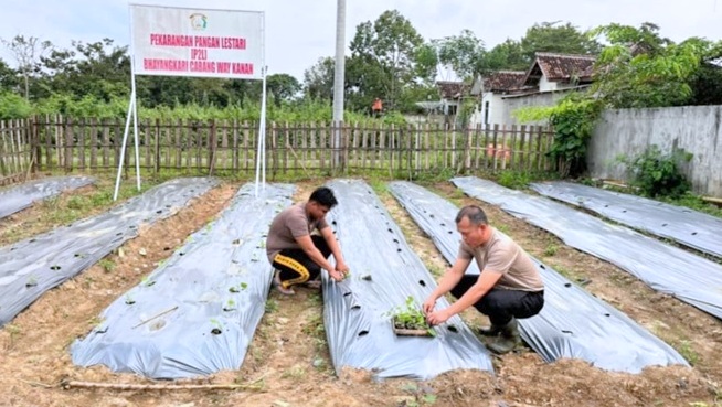 Dukung Ketahanan Pangan, Polres Waykanan Kembangkan P2L