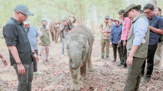 Lampung Perkuat Mitigasi Konflik Gajah di Way Kambas