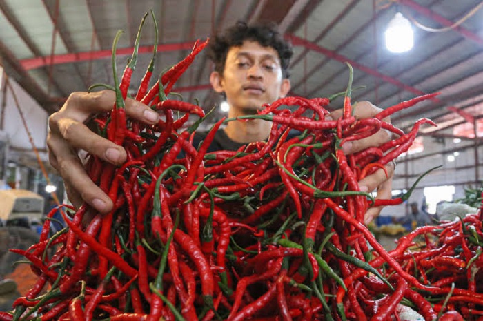 Harga Cabai Melejit, Petani Menjerit: “Kami Juga Korban Tengkulak dan Cuaca”
