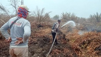 Karhutla Lahap Lima Hektare Kebun Sawit Di Mesuji