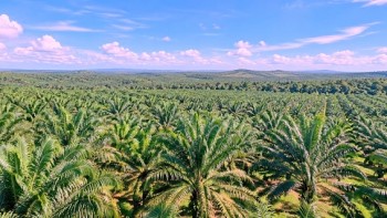 PTPN Desak Dialog Penyelesaian Okupasi Lahan Kebun Bekri