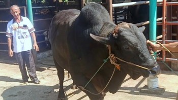 Sapi Berbobot 912 Kg Dari Kotabumi Selatan Jadi Hewan Kurban Presiden